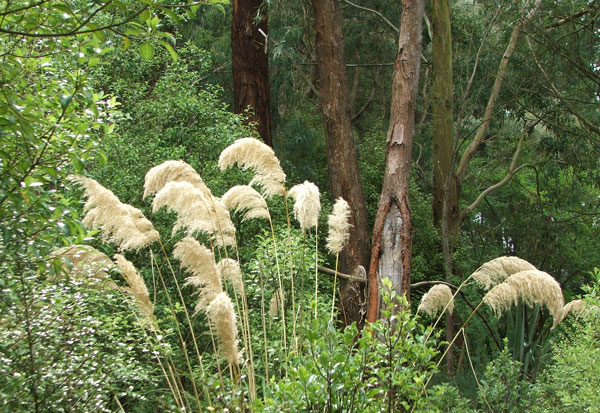  With their beautiful feathery seed-heads. 