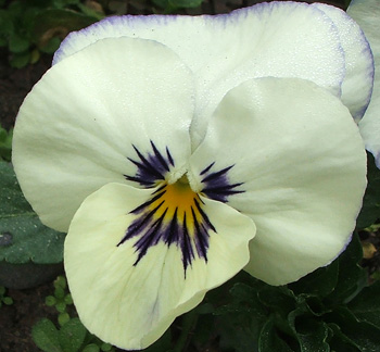  A self-sown pansy. 