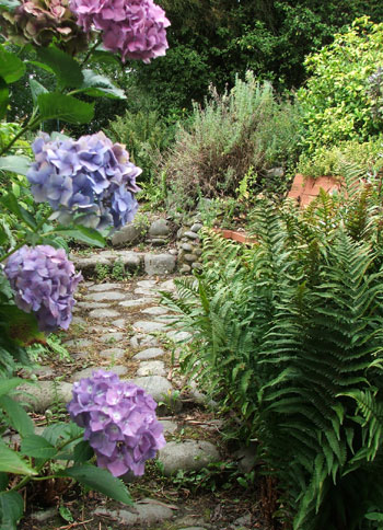  Ferns and hydrangeas - lovely! 