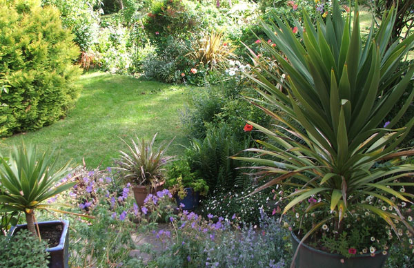  I love the fat leaves on the Green Goddess Cordylines. 