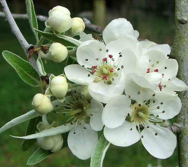  The most beautiful colour - as is the foliage later in the year. 