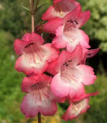  Still flowering - dead-heading the pesstemons really works! 