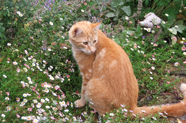  One of my  big beautiful ginger cats. 