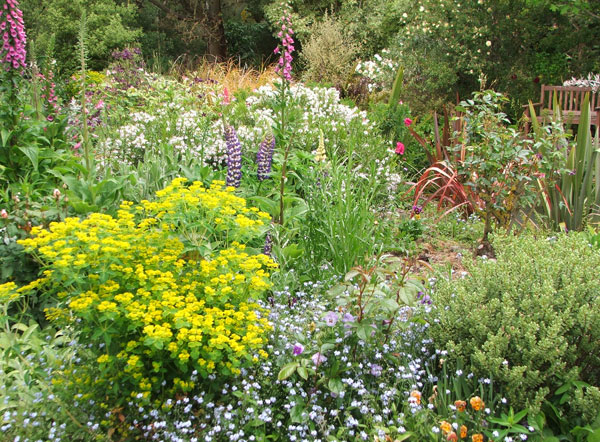  Euphorbias and Violas are two of the hardest working perennials in my garden. 