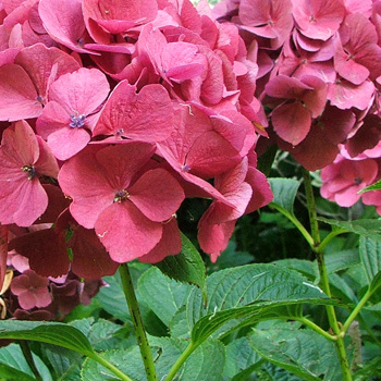  A lovely old-rose colour of pink. 