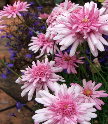  These pretty pink daisies are planted in my new pots. 