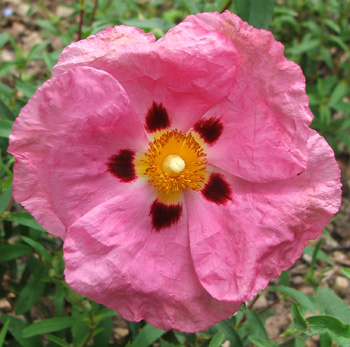  Another pretty pink in my garden... 