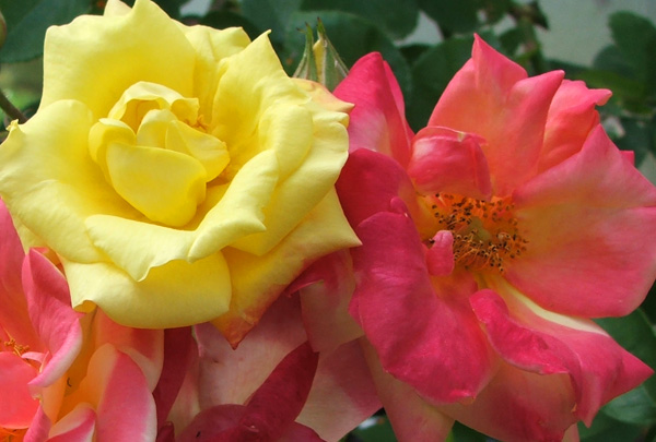  This silly rose has yellow and red flowers on the same stem. 