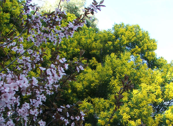  The Prunus tree flowers underneath the big Wattles. 