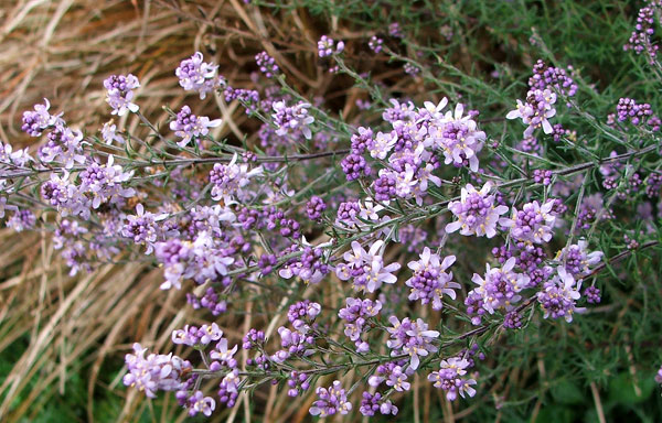  I think this is some type of mint bush - possibly Australian. 