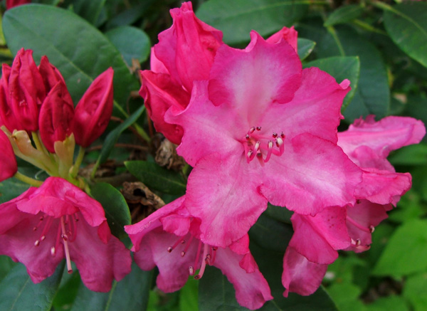  This is a smallish, well-shaped shrub. 