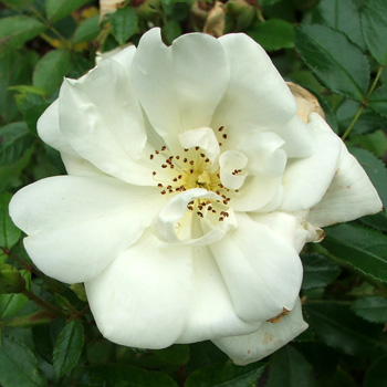 white rose flowers. White Flower Carpet Rose