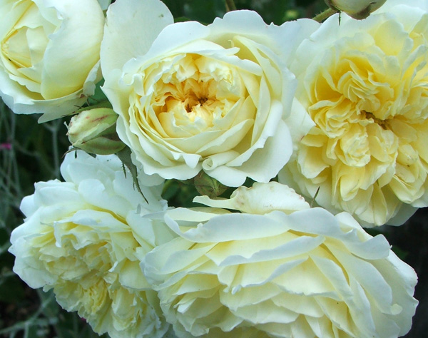  Flowering in-between most other David Austin roses. 