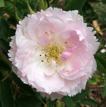  A pretty, frilly flower. 