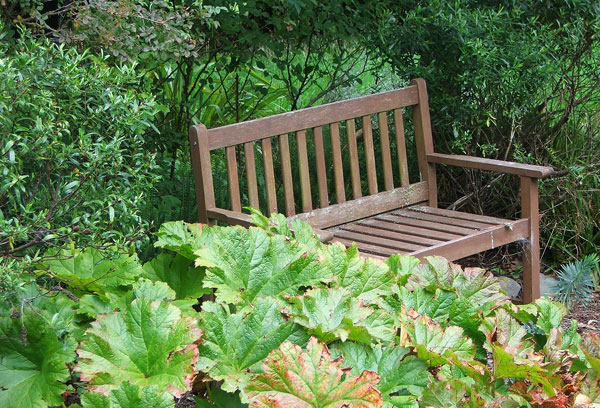  The ornamental rhubarb leaves are changing colour... 