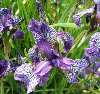  A Siberian iris by the display garden's pond. 