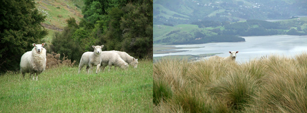  Very photogenic sheep, I must add.... 