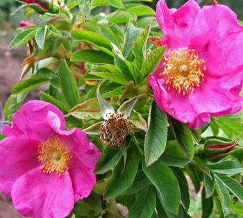 With pink single flowers. 