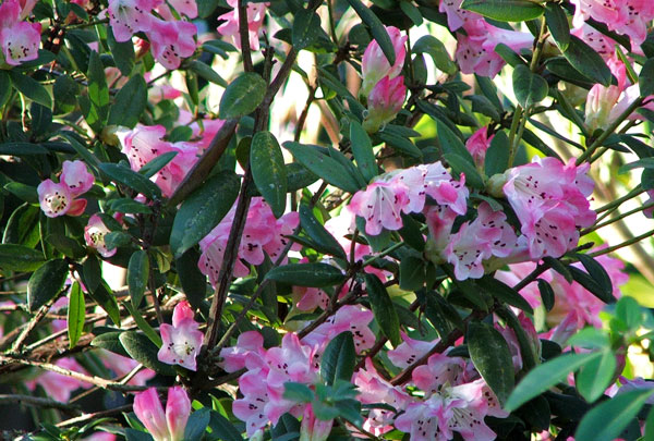  Flowering - and I can see it from the house, thanks to the Island Bed pruning. 