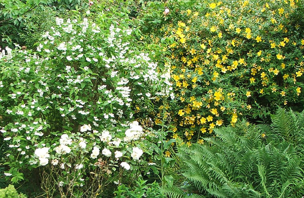  Hypericum is a beautiful summer flowering shrub. 