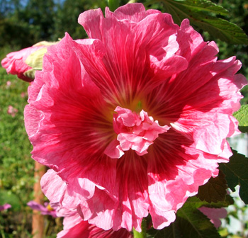  The hollyhocks seem to be flowering later and later... 