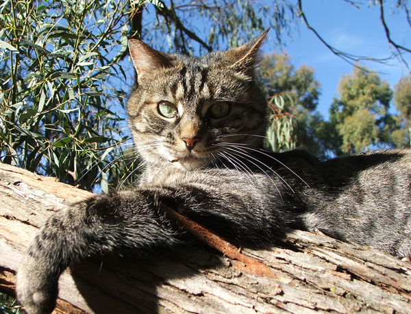  A very relaxed cat-pose. 