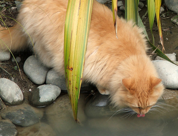  Fluff-Fluff drinking water from the water race. 