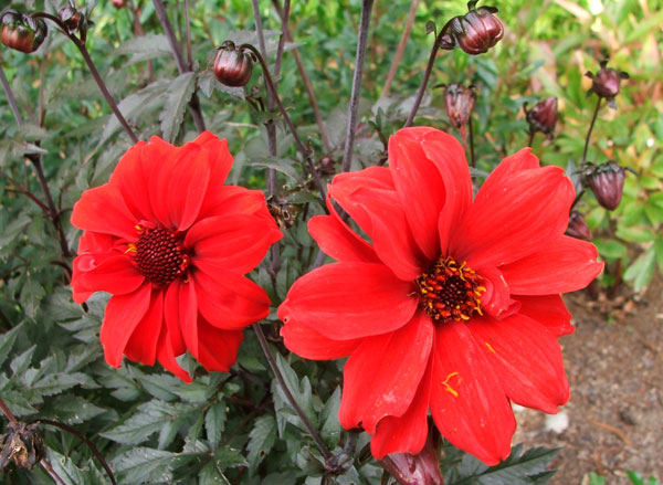  Two beautiful blooms. 