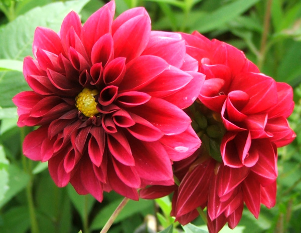  There are many red dahlias in the Moosey garden borders. 