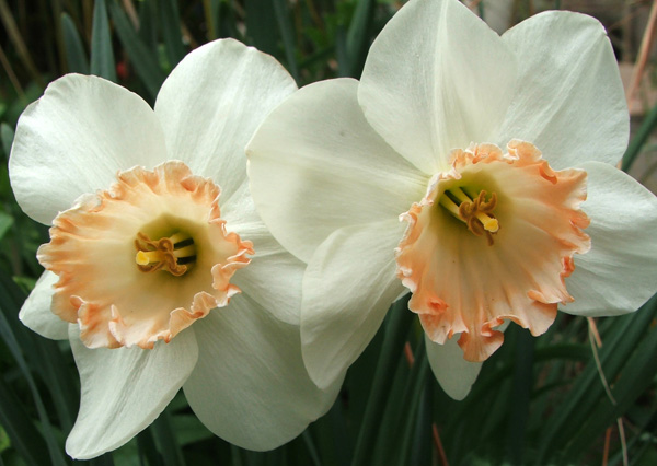  These grow in the patio garden by the house. 