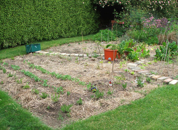  There are raspberry canes in the big orange pot. 