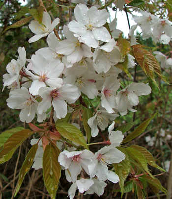  A weeping cherry in the driveway. 