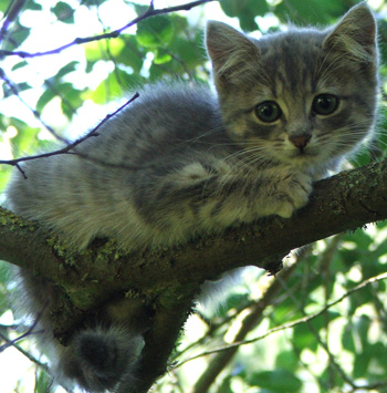  Rusty the dog chased it up a tree. 