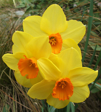  Still lots and lots of yellow about. 