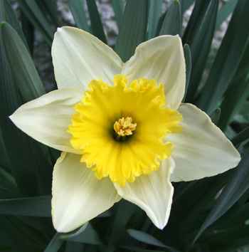  Flowering by the house. 