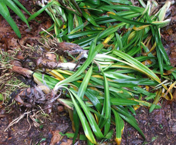  It's OK - the last of my Agapanthus plants have been planted. 