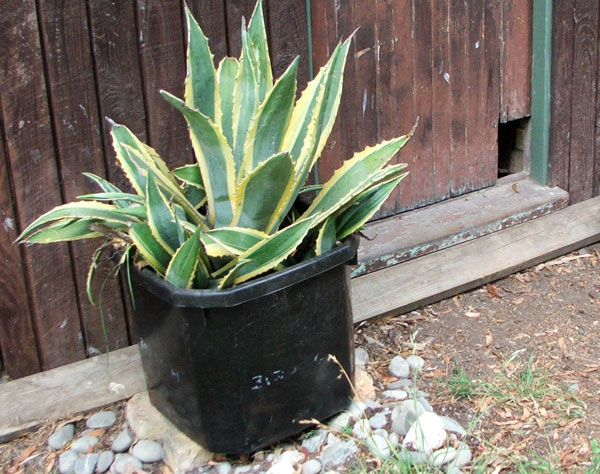  By my big variegated Agave. 