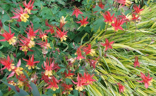  I like these red and yellow flowers planted en masse... 