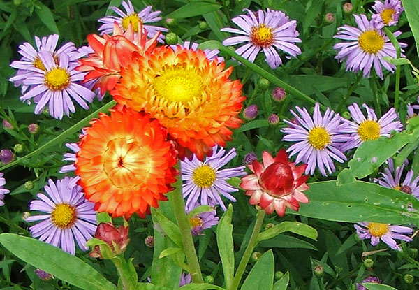  Asters are a true sign that autumn is here. 