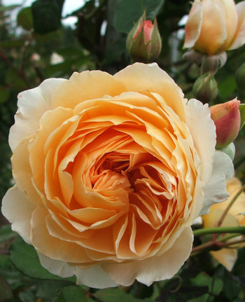  Flowering in the orchard - a David Austin rose. 