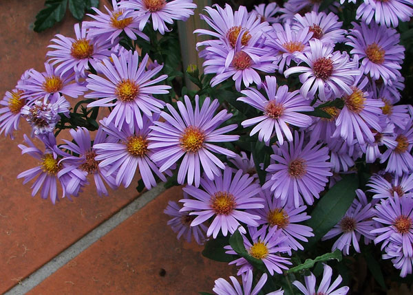  By the house patio. 