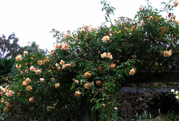  Another beautiful late flowering rose - and completely thornless! 