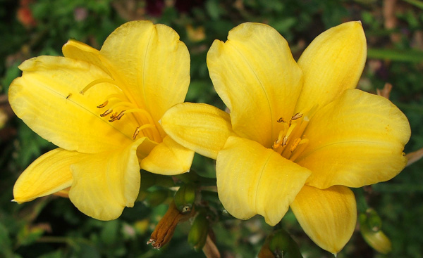  These yellow daylilies are flowering again. 