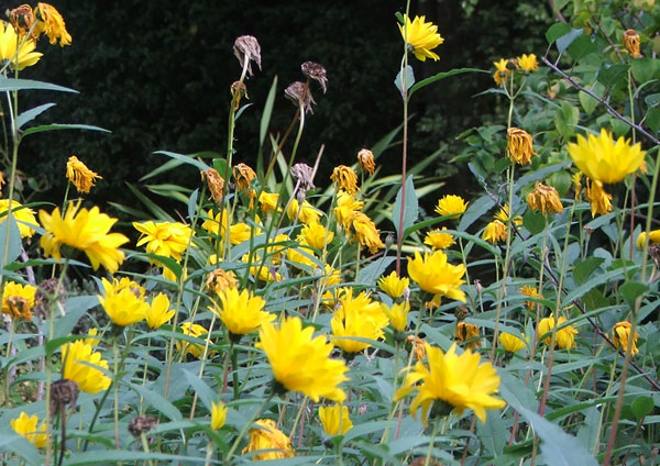  The yellow perennial daisies are almost finished flowering. 