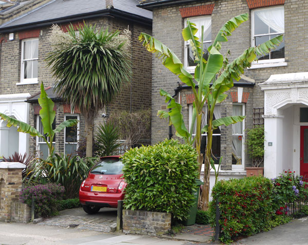  With Cordylines and Phormiums. 