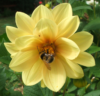  The house dahlias justy keep on flowering and flowering... 
