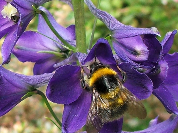  There are lots of little bumble bees around my garden at the moment. 