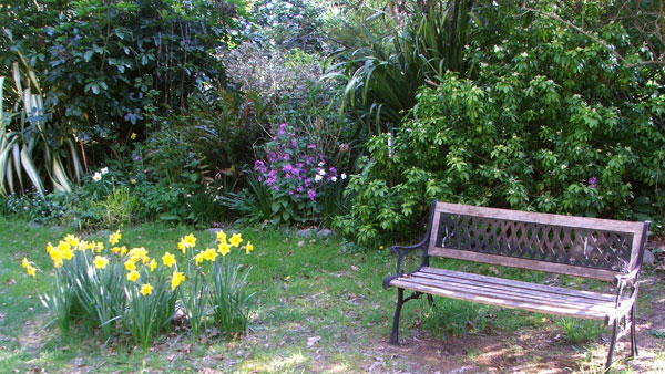  Garden bench and daffodils. 