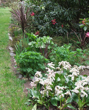  And Crambe leaves starting to unfurl. 