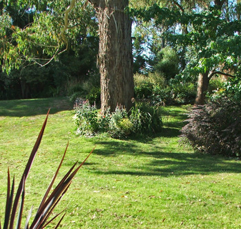  And the Big Gum tree. 